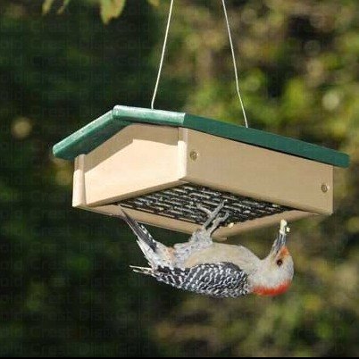 bird eating upside down at a bird feeder