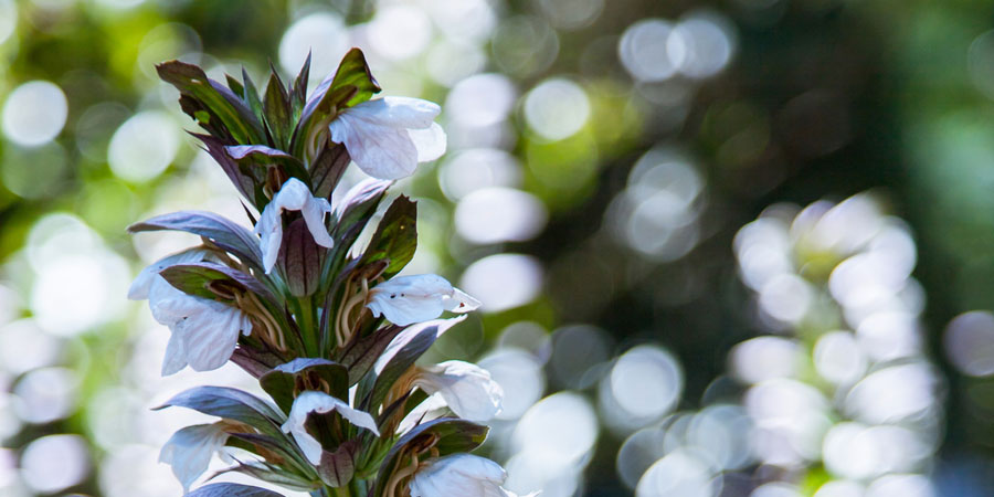 Tropical flower hummingbirds will drink at