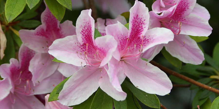 Azalea flower for hummingbirds