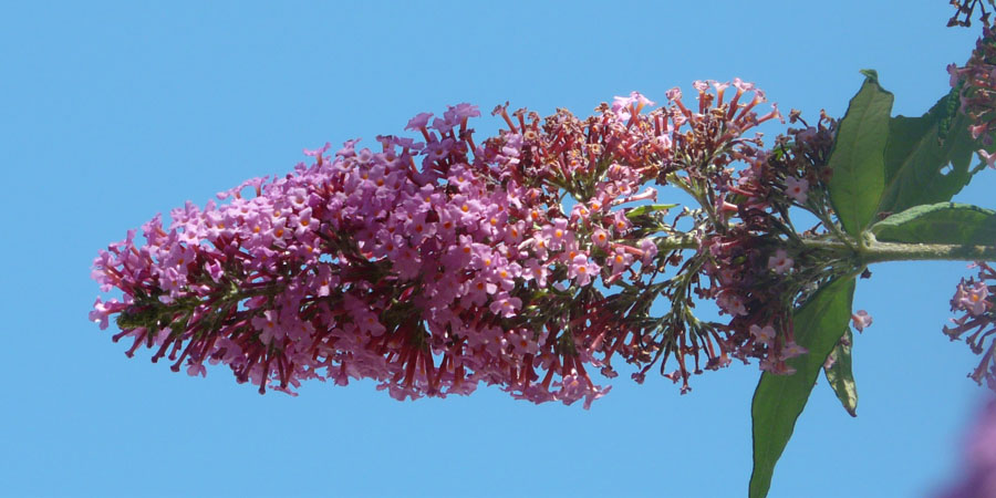 Colorful butterfly bush