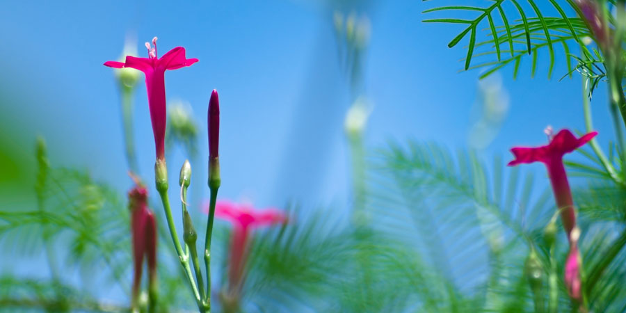 Flowers that are the perfect size and shape for hummingbirds