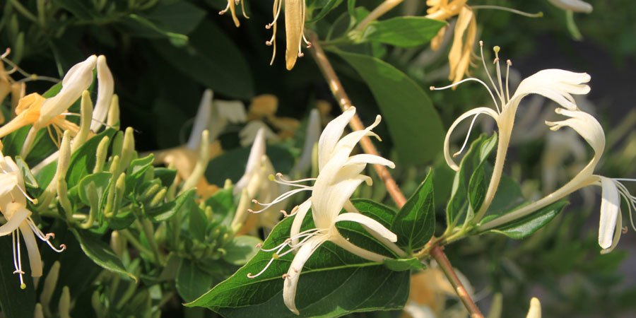 Honeysuckle flowers