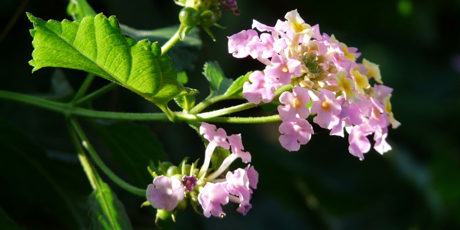 Pink flower for hummingbirds