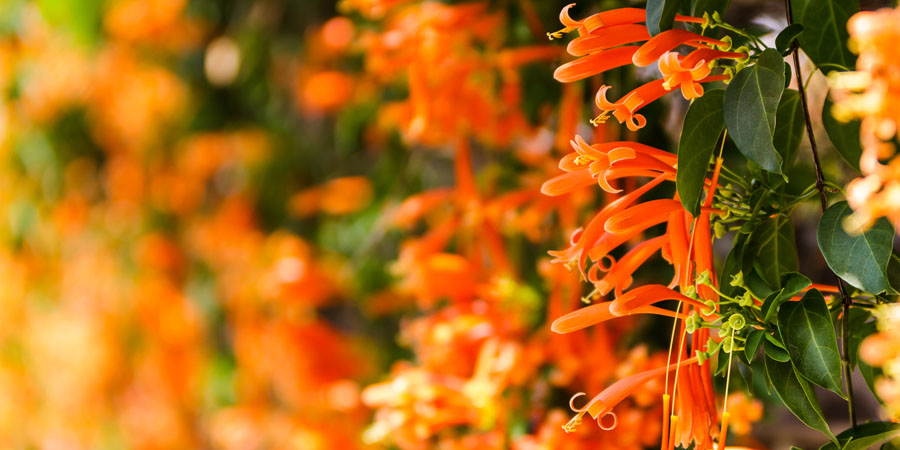 Bright orange flowers for hummingbirds to eat at