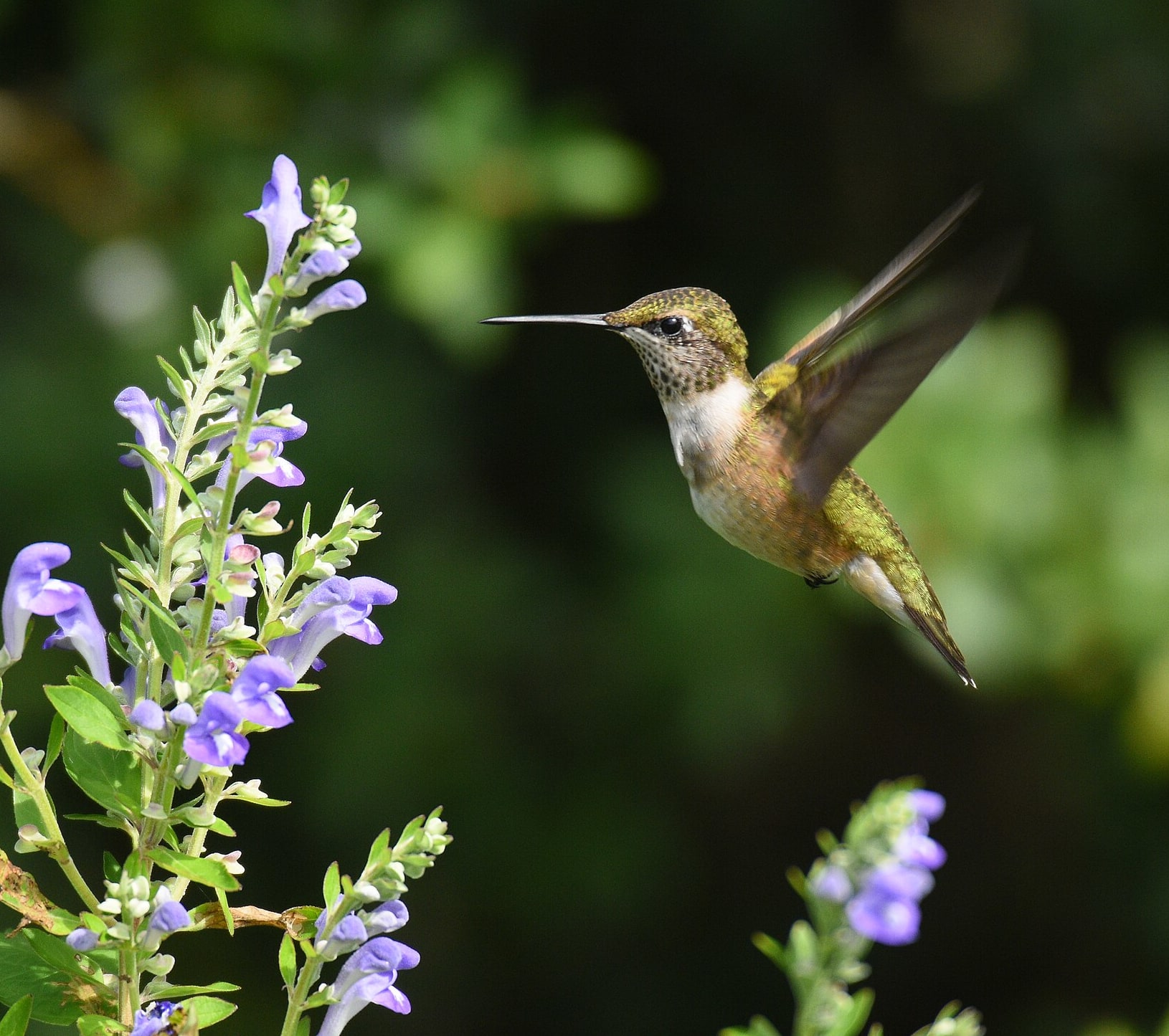 Plant and enjoy natural hummingbird feeders