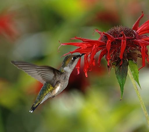 20 Ways to keep hummingbirds coming back
