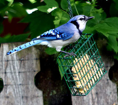 Bluejay feeders