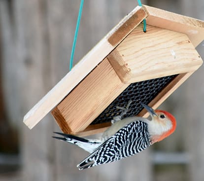 Colorful woodpecker hanging upside down on a bird feeder