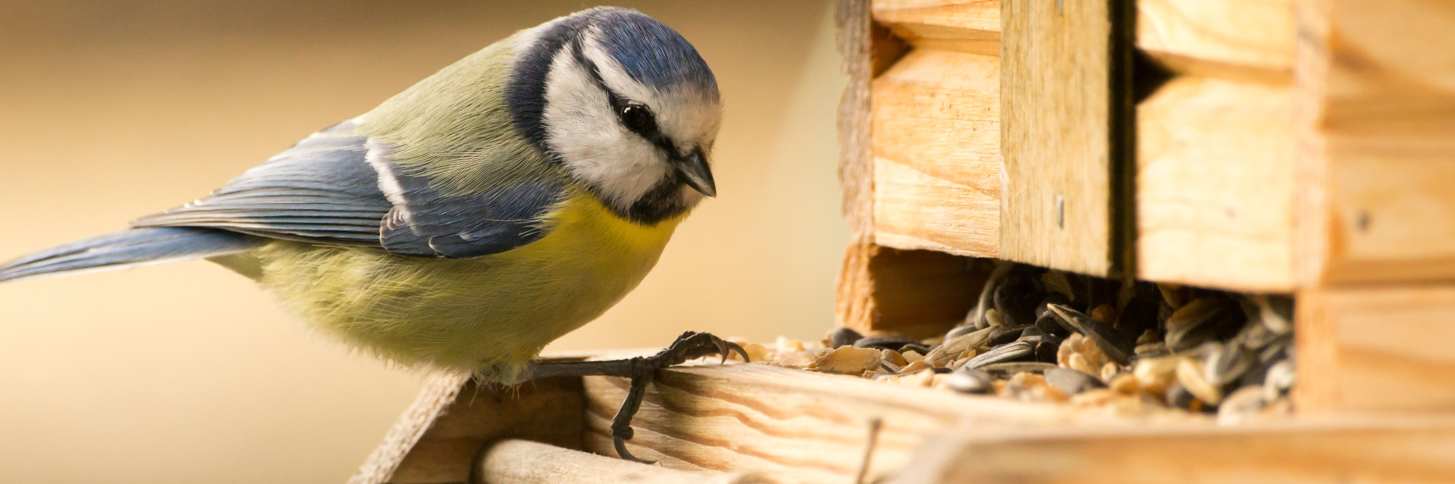 Choosing the right bird food and bird feeder