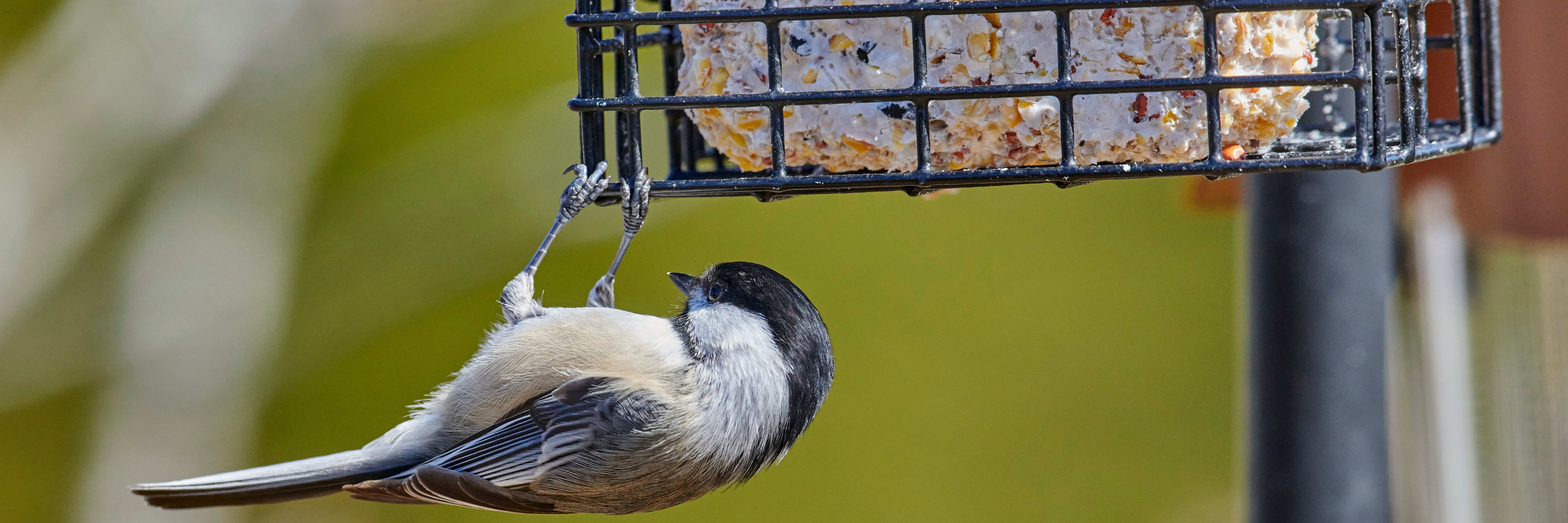 Suet vs. seed bird feeders