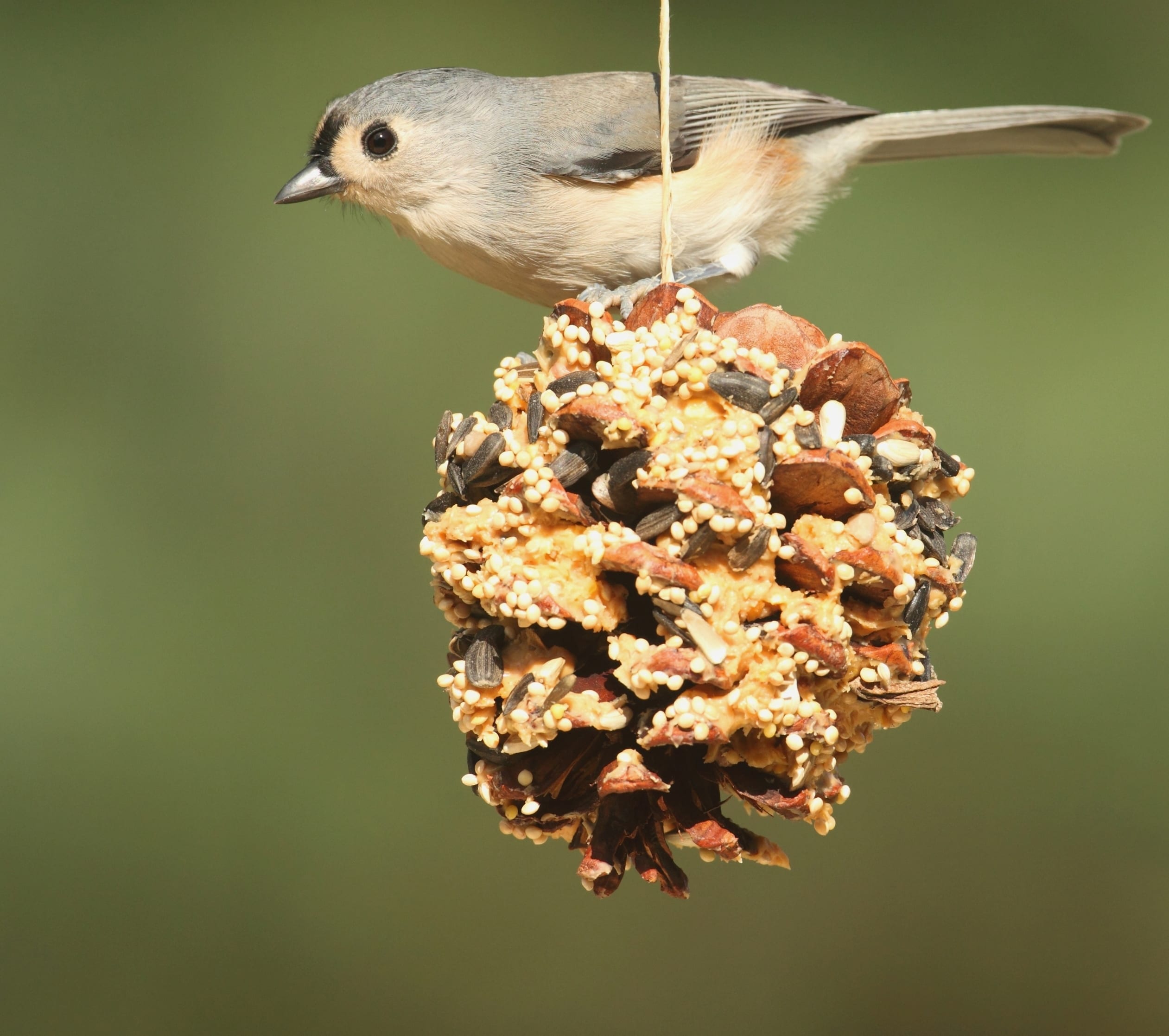 DIY Bird feeders kids can make