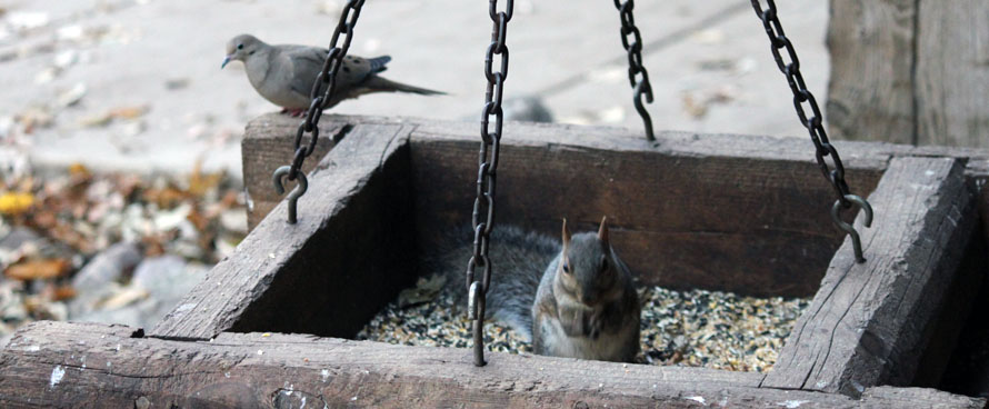 Squirrel stealing food from a bird feeder