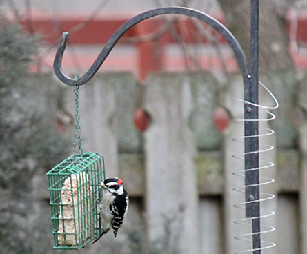 DIY squirrel proofing solution with a slinky