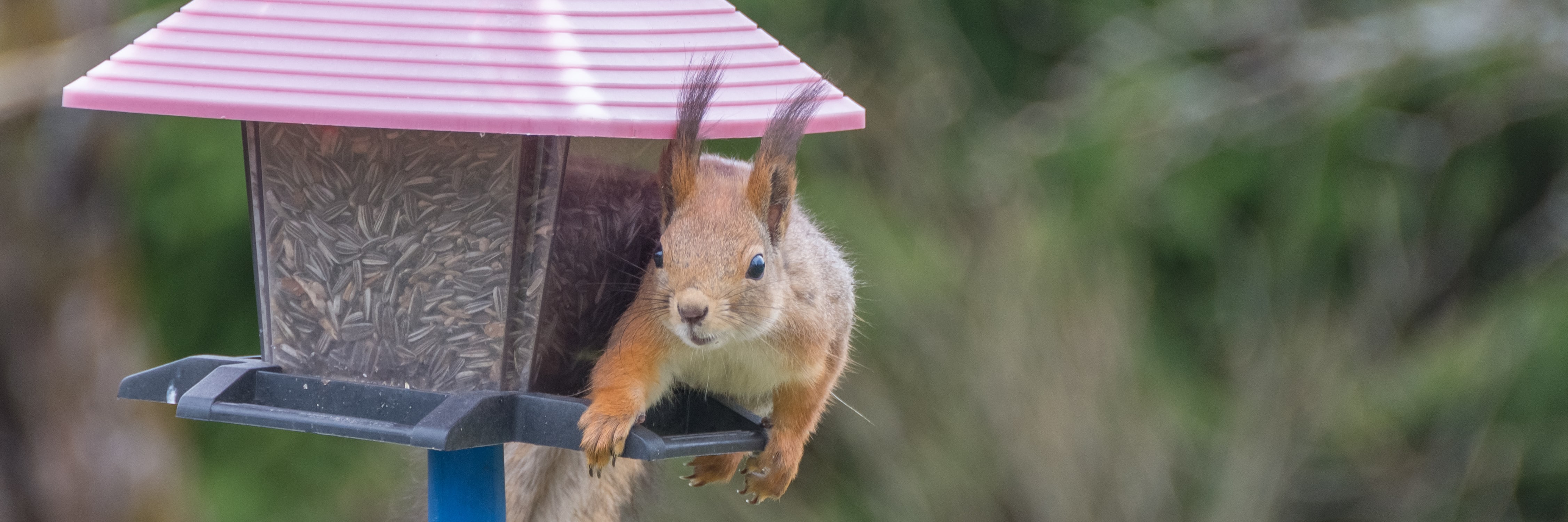 How to squirrel-proof bird feeders