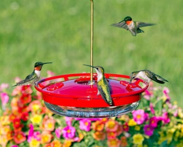 Hummingbird feeder with lots of hummingbirds eating