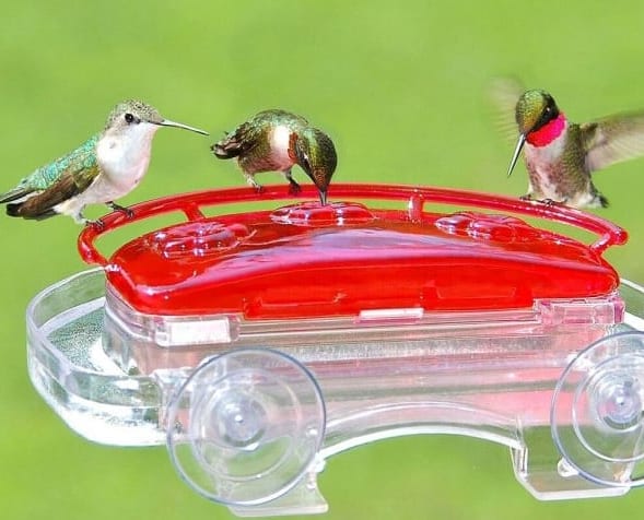 Window hummingbird feeder