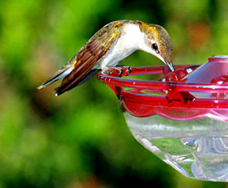 Hummingbird eating at a half-full bird feeder
