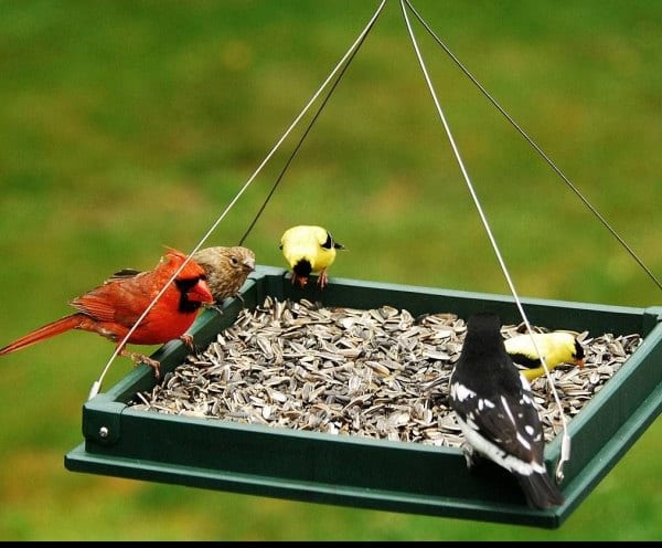 Busy bird seed feeder