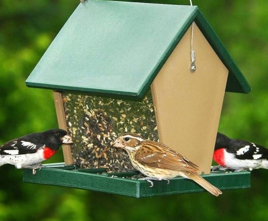 Birdseed feeder with lots of birds