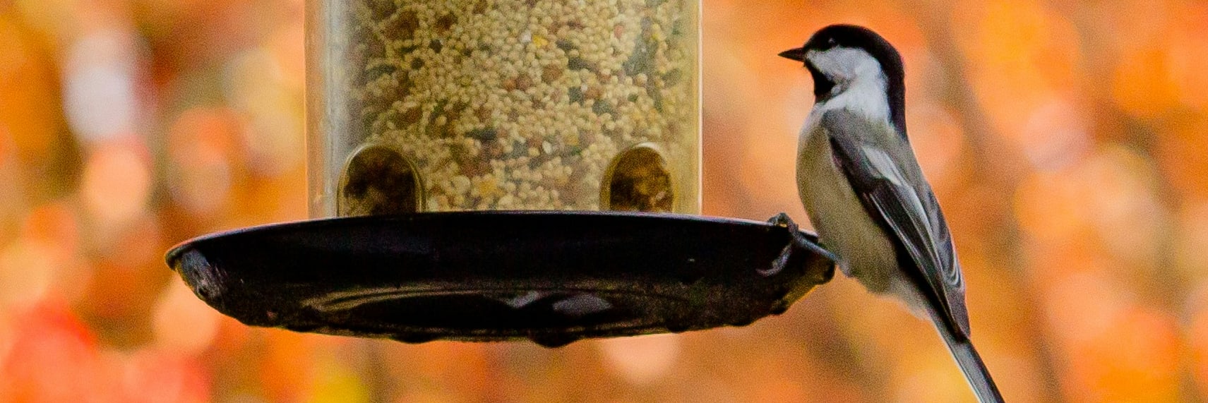 Tips for maintaining a bird feeder