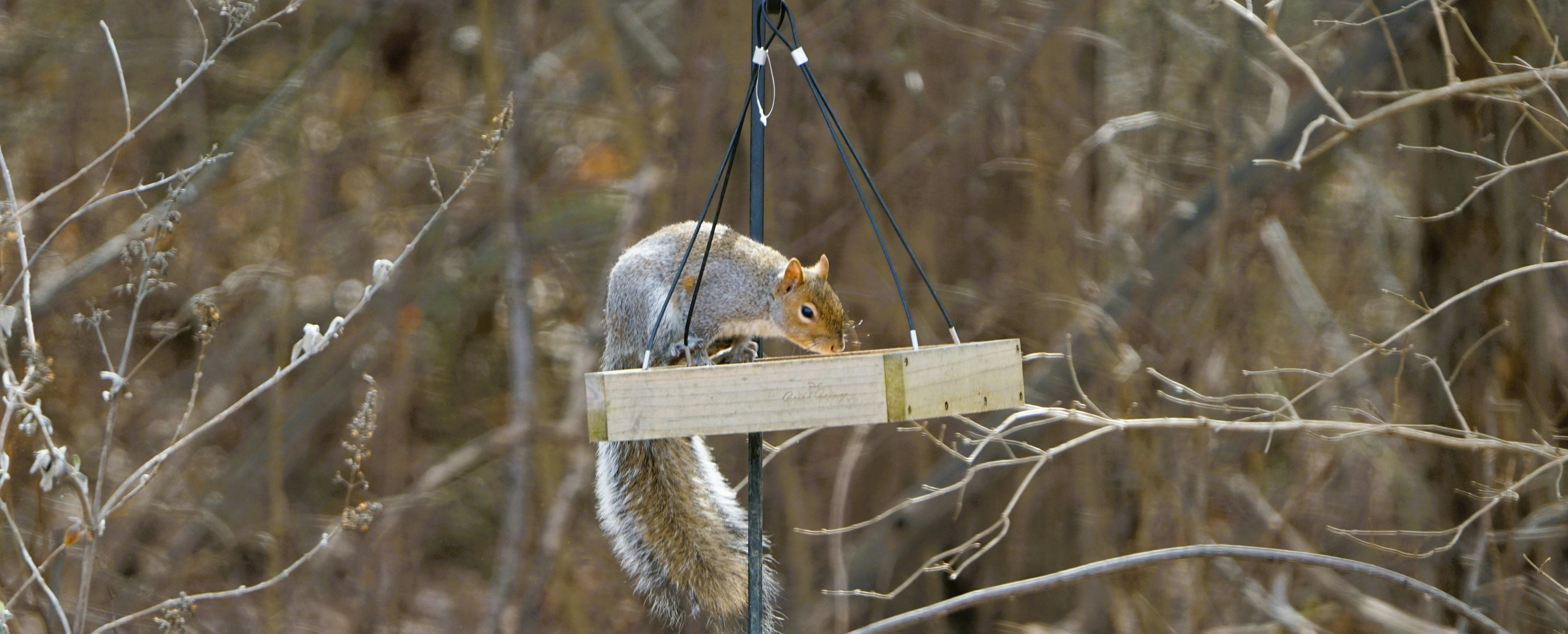 Squirrel chowing down on unprotected bird feeder