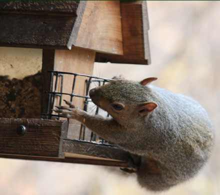 Squirrel with big claws on a bird feeder