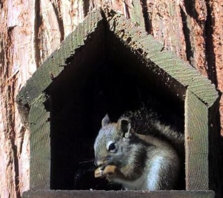 Squirrel eating at a tree-mounted bird feeder