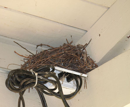 Birds nest near electrical outlet