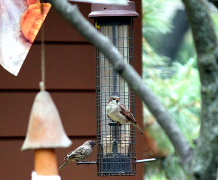 A busy bird feeder with no squirrels in sight