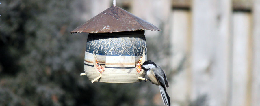 Bird feeder with a black capped chickadee eating at it