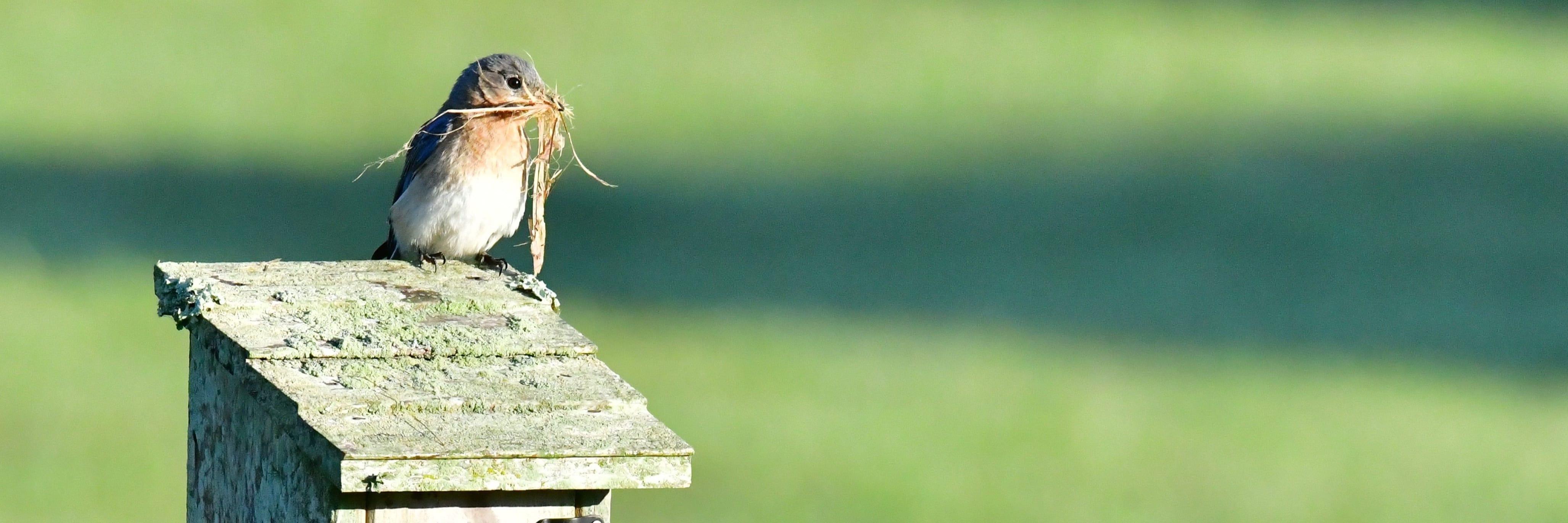 How to clean out a bird house