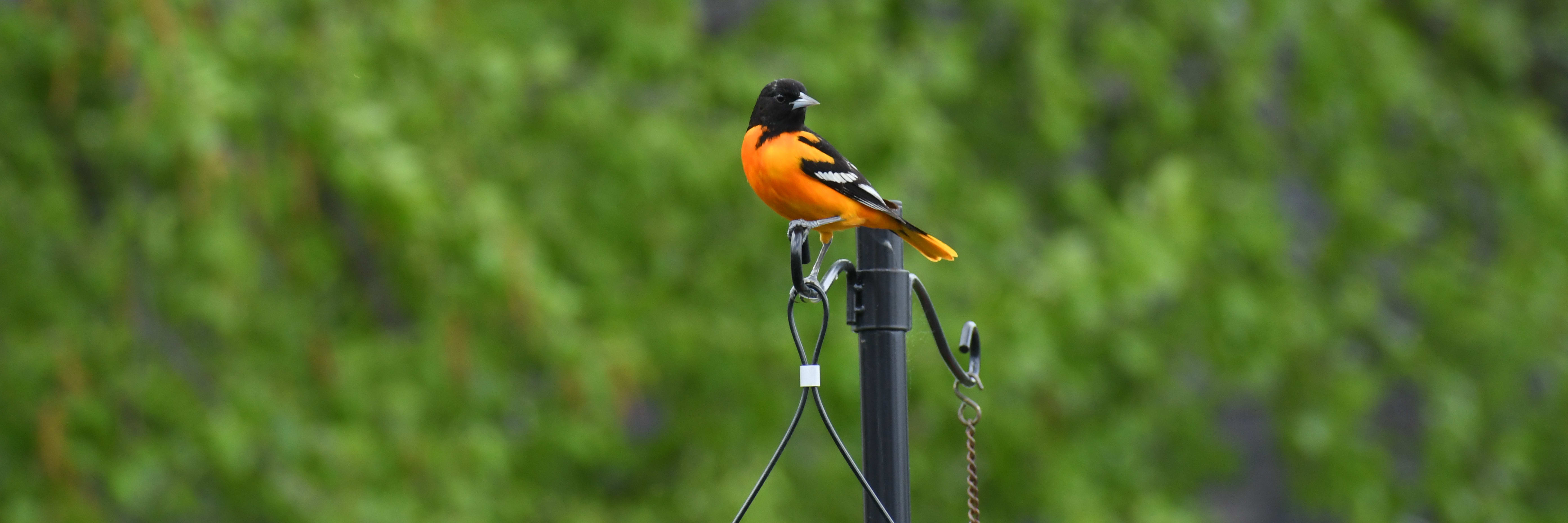 Oriole Pics and Tips