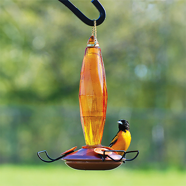 Oriole bird feeding at a nectar bird feeder