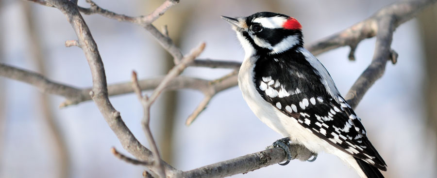 Woodpecker in the snow