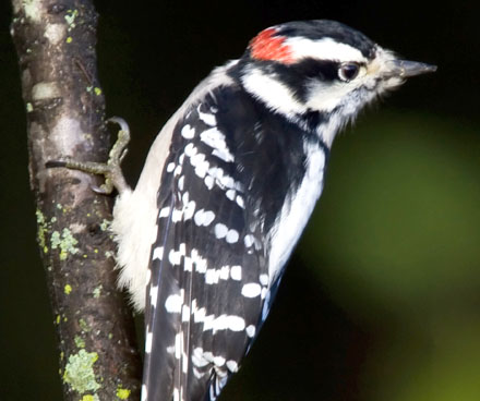Cute downy woodpecker on a tree