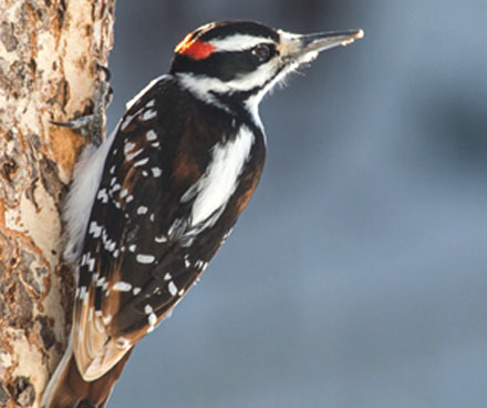 Hairy woodpecker with a pointed beak