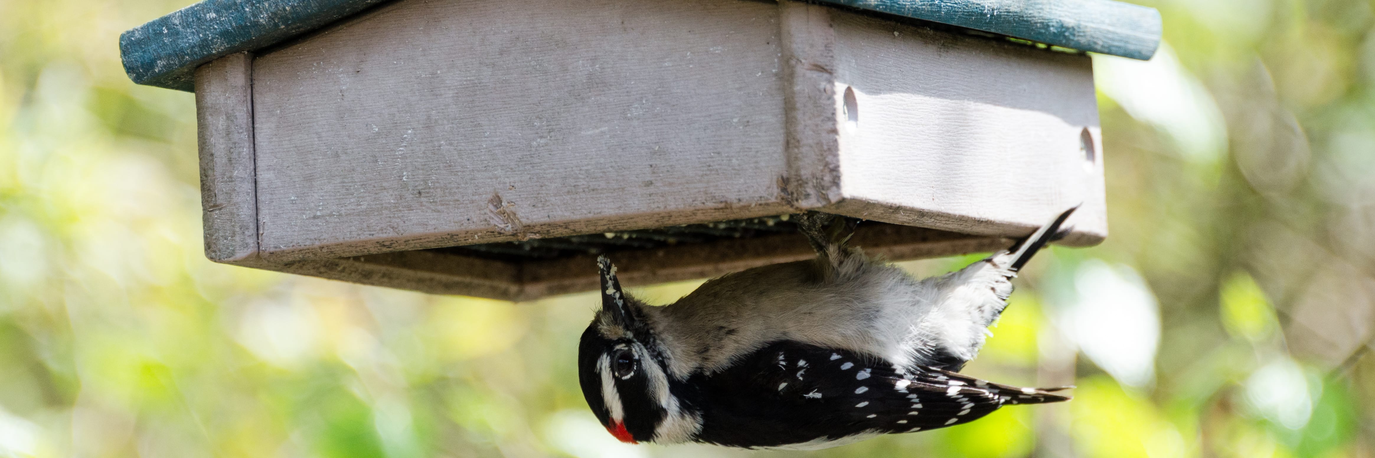 Spotting downy and hairy woodpeckers