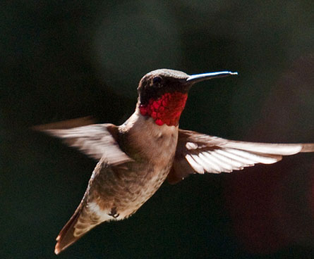 Ruby-Throated Hummingbird