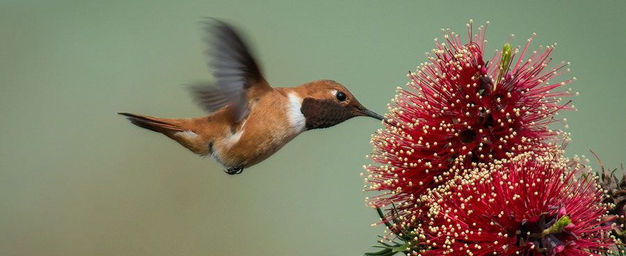 hummingbird drinking from a red flower