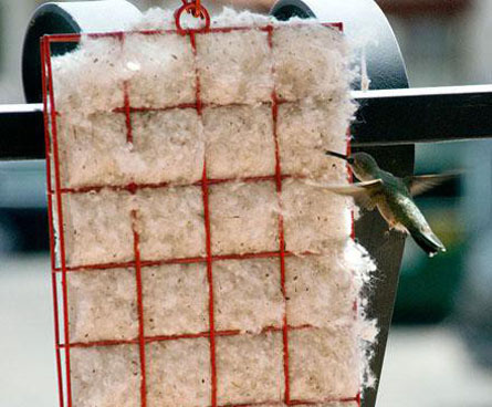 Hummingbird gathering materials for its hummingbird nest