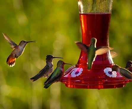 A busy hummingbird feeder