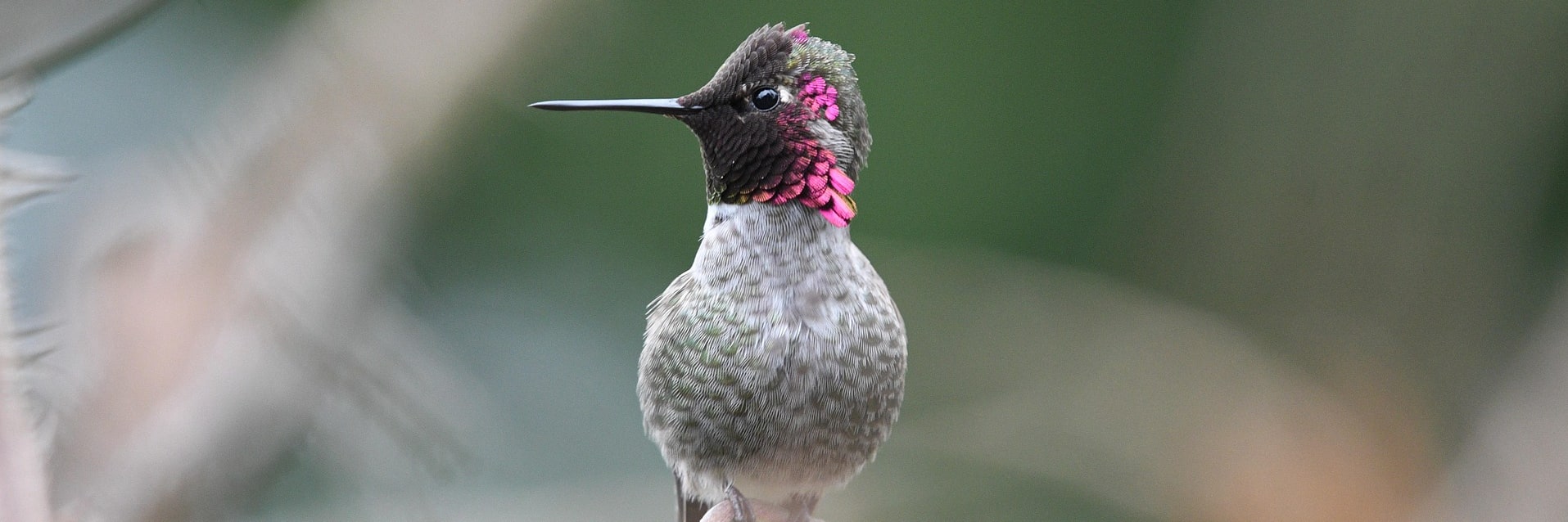 Hummingbird pics and tips