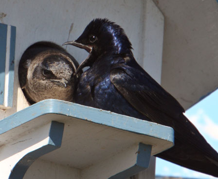 Nesting purple martin family in a cute bird house
