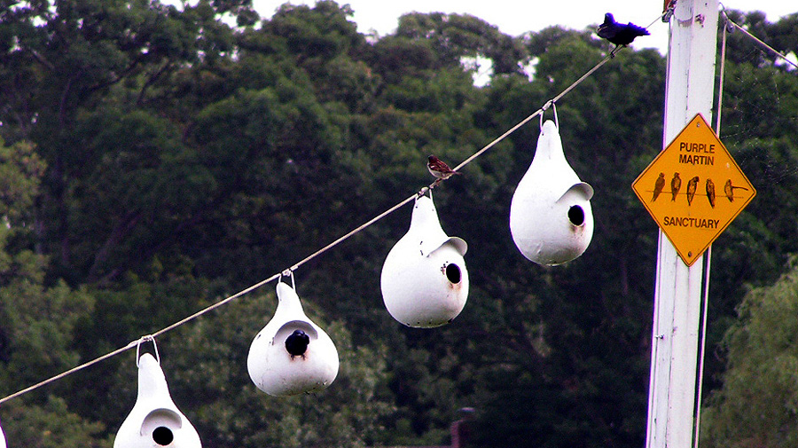 Nests taken over by sparrows