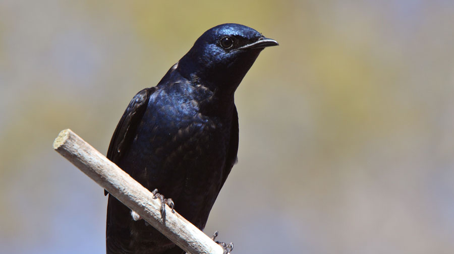Beautiful purple martin bird