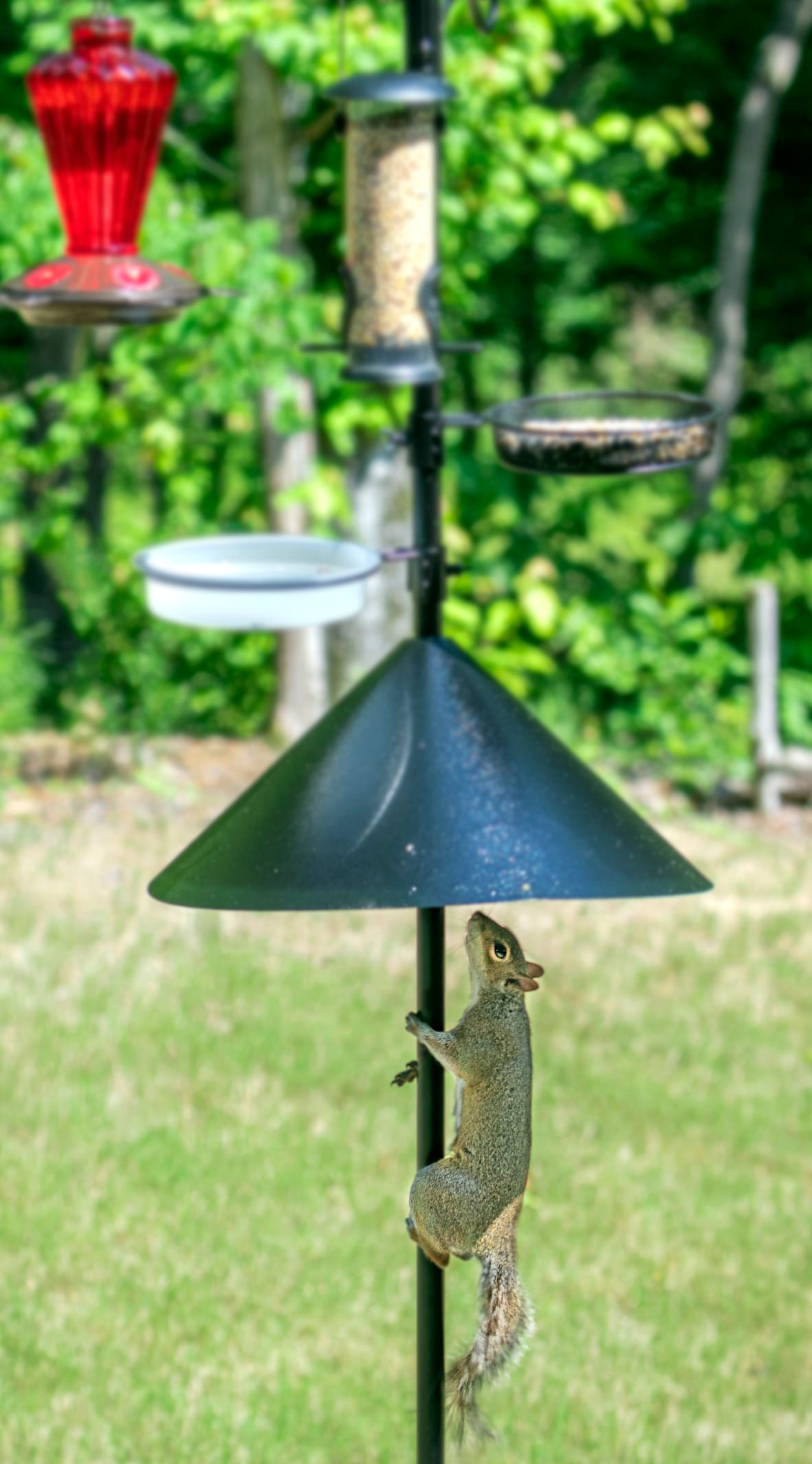 Squirrel stopped from stealing bird food by a squirrel baffle