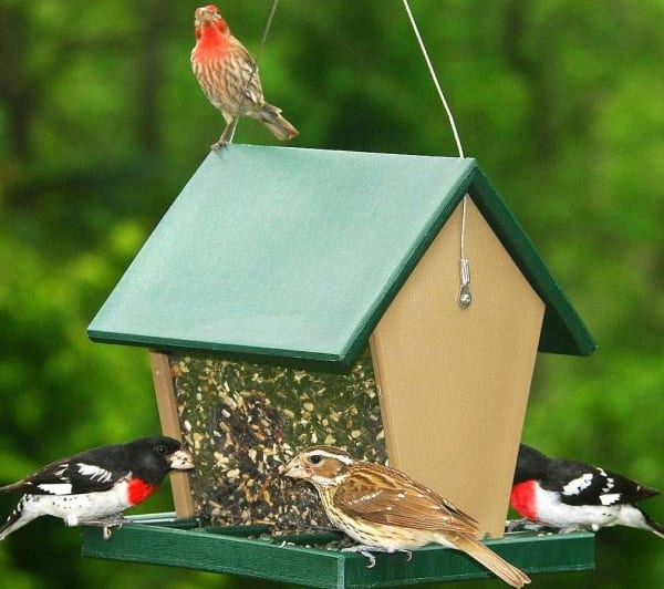 Backyard bird buddies