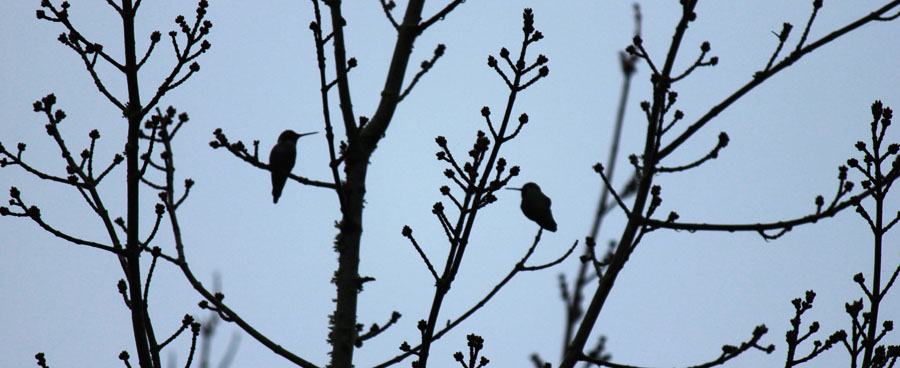 Hummingbird silhouette