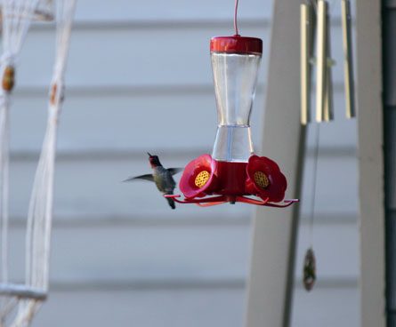Hummingbird flying next to a hummingbird feeder
