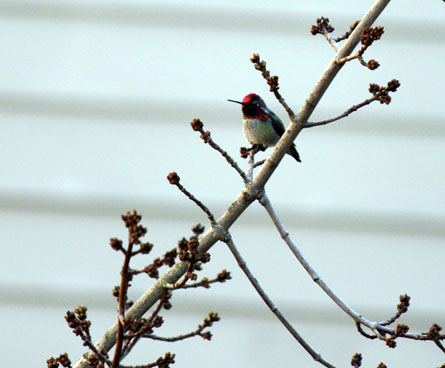 Hummingbird on a tree branch